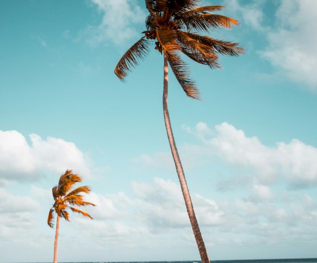 A beach scene with two leaning palm trees under a blue sky with a few clouds, and a calm ocean in the background ending the sentence.