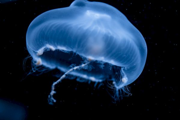 The image shows a glowing, blue jellyfish floating in dark waters, showcasing its translucent body and delicate tendrils gracefully trailing behind it.